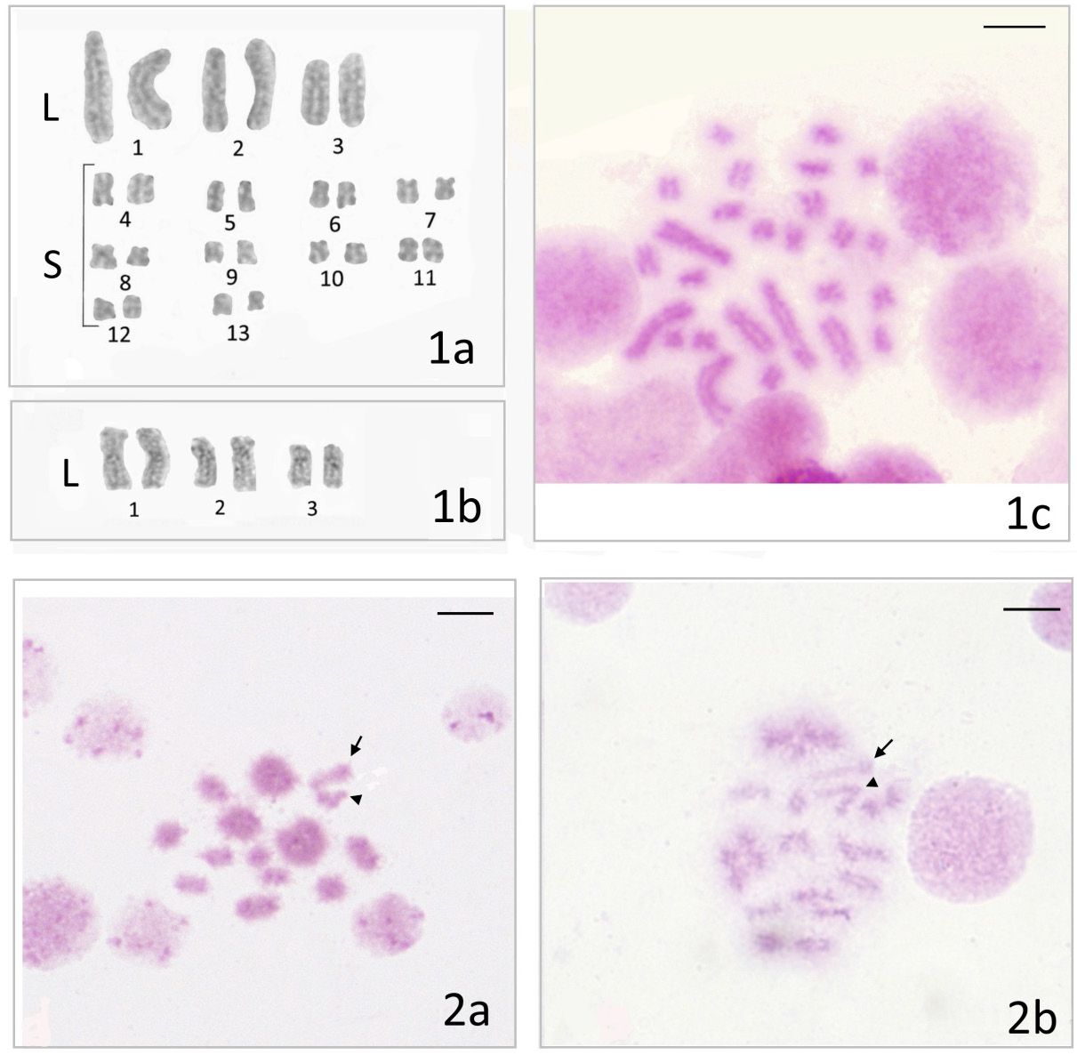 Mitosis and meiosis of Arcynopteryx dichroa