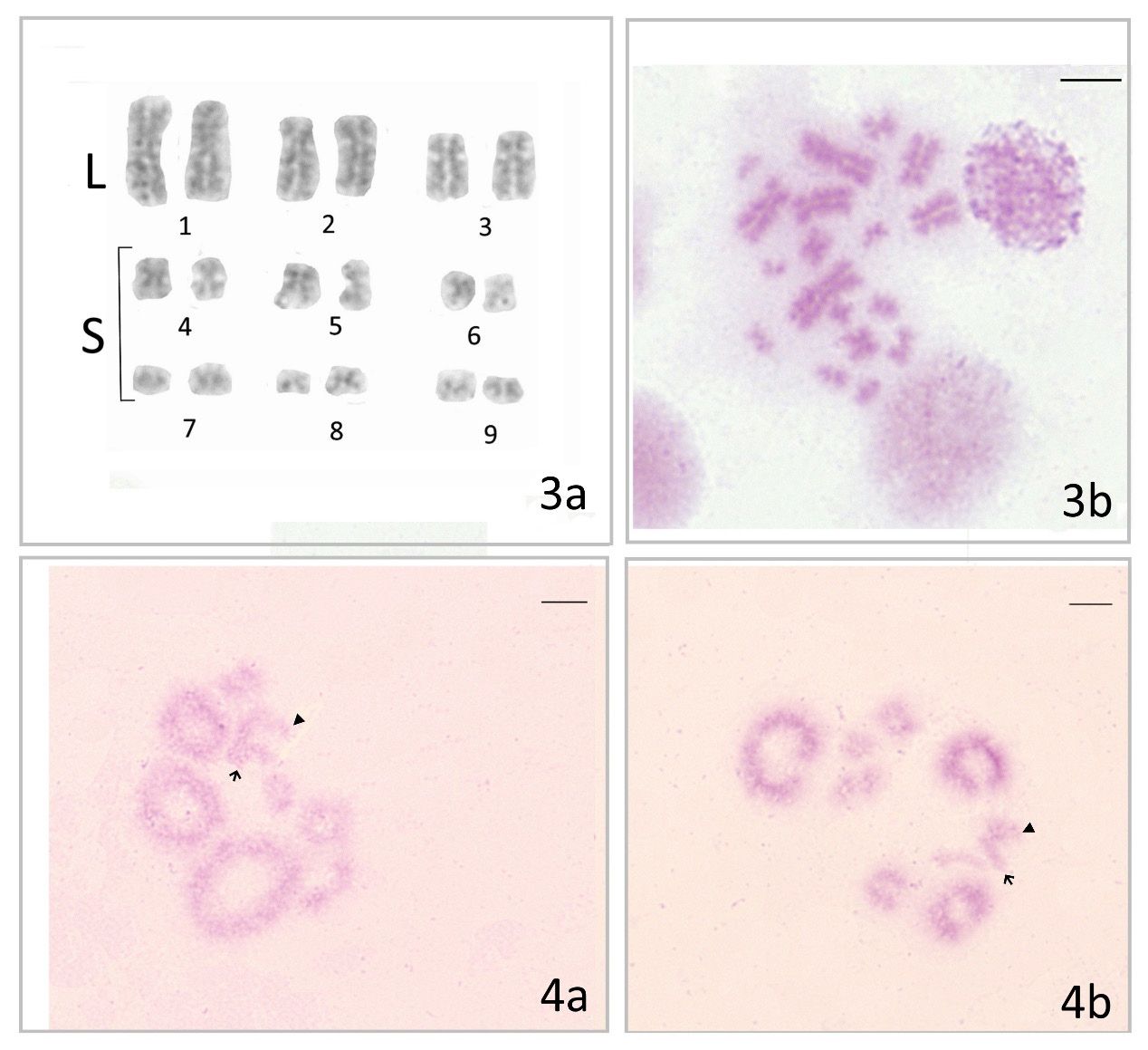 Mitosis and meiosis of Megarcys ochracea