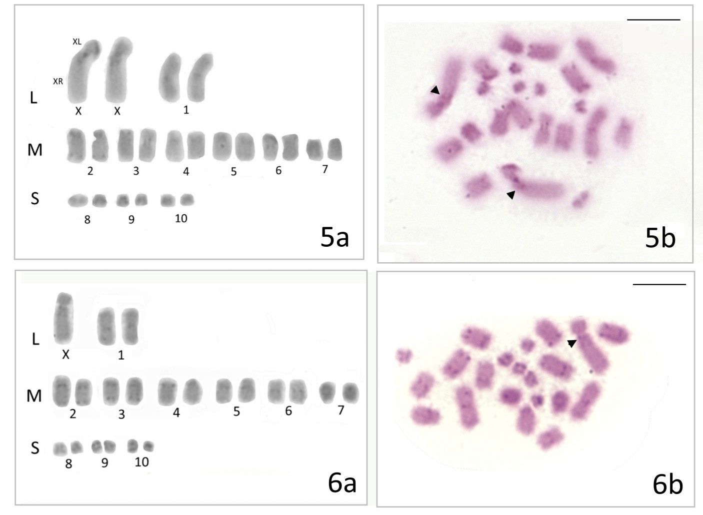 Spermatogonial and oogonial metaphase of Kamimuria exilis