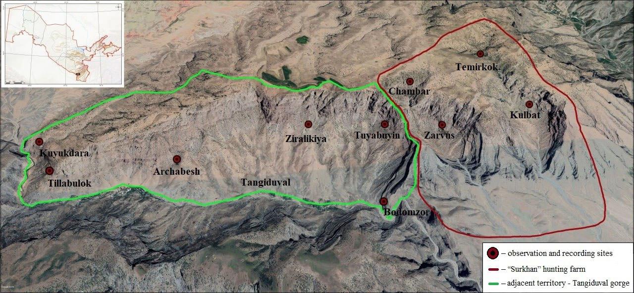 Markhor Capra falconeri census areas on the Kugitang Ridge.