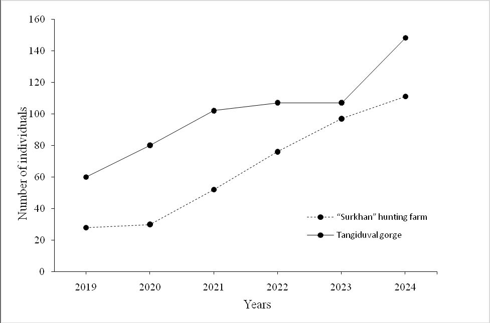 Dynamics of markhor numbers in the ‘Surkhan’ hunting farm and adjacent territories of the Kugitang Ridge, based on censuses conducted from 2019 to 2024.
