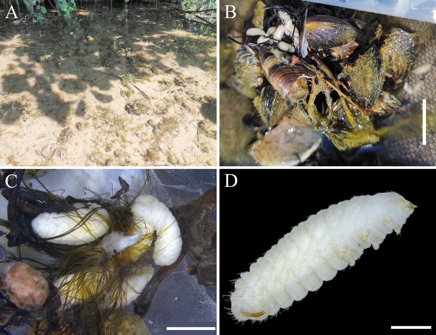 Figure 1. Association between Macroplea appendiculata larvae and Dreissena polymorpha