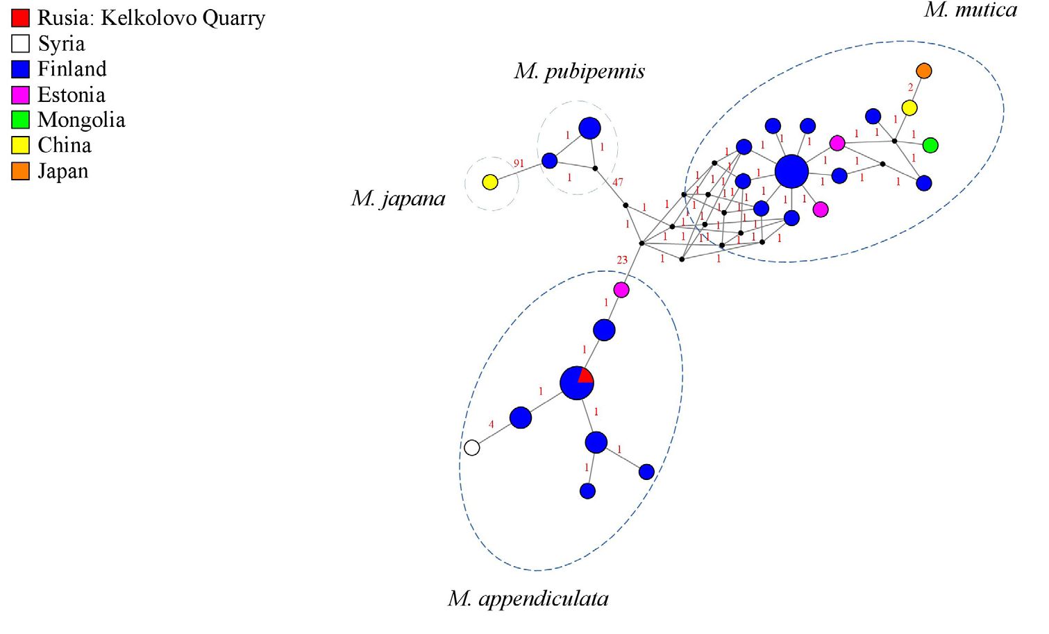 Figure 2. Median-joining haplotype network of the genus Macroplea
