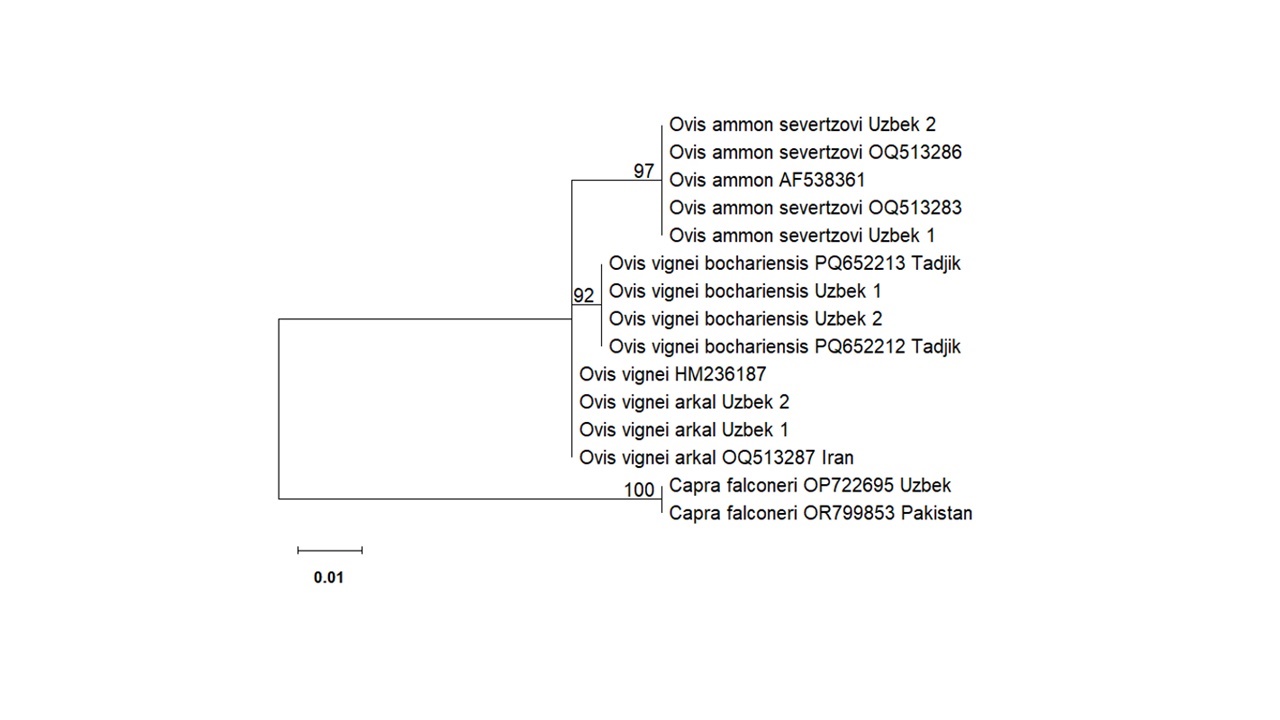 Maximum Likelihood phylogenetic tree of wild sheep species