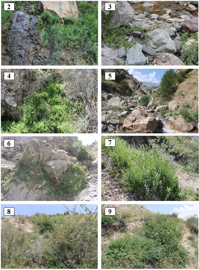 Habitats of cenopopulations of C. bactriana