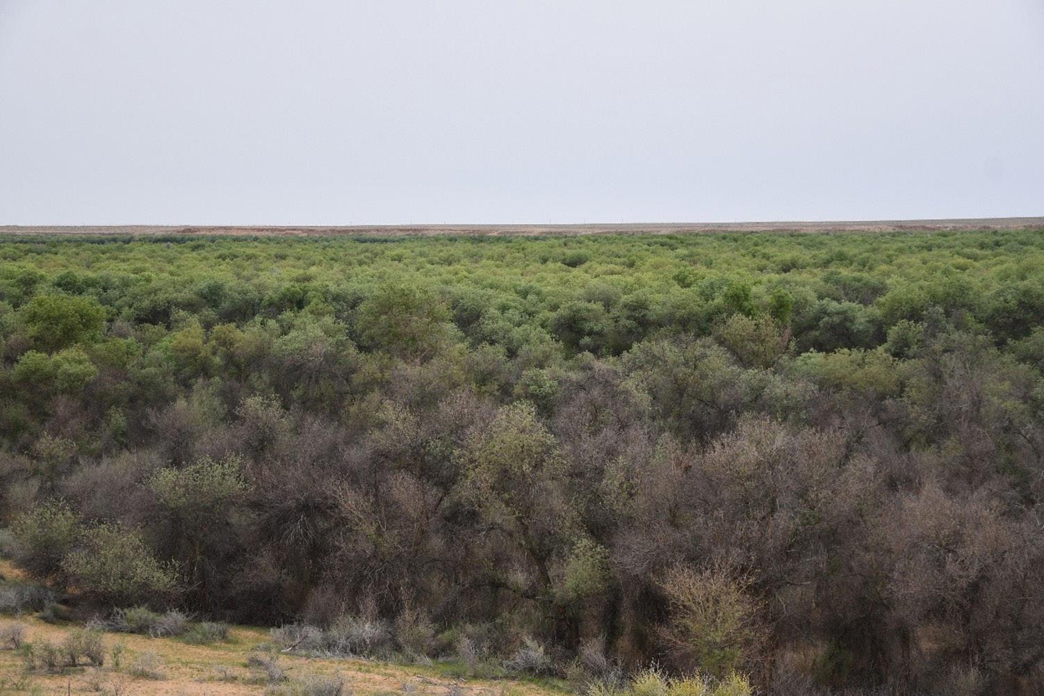 Well-preserved tree forest (tugai) in the Kyzylkum Nature Reserve