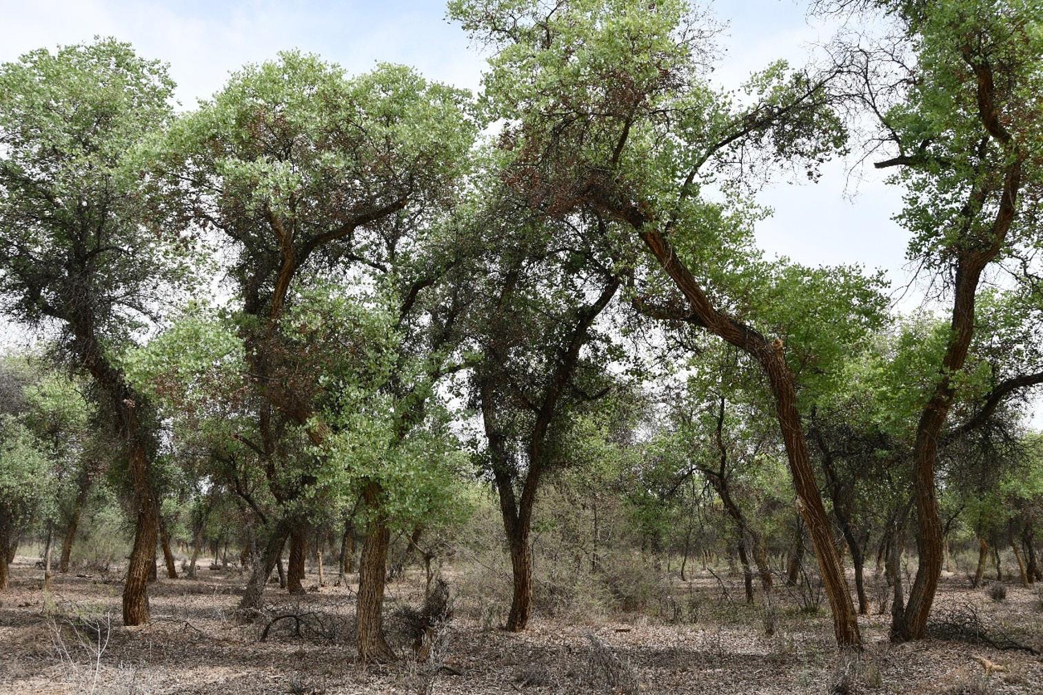 Poplar forests protected within the Lower Amu Darya Biosphere Reserve