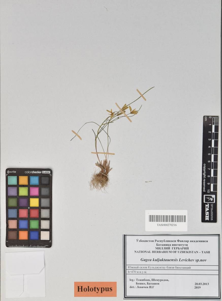 Type specimen (holotype) of Gagea kuljuktauensis