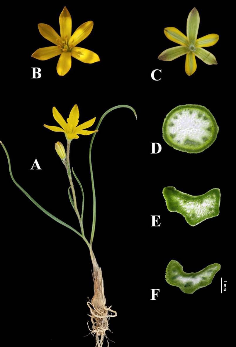 Illustration of Gagea kuljuktauensis