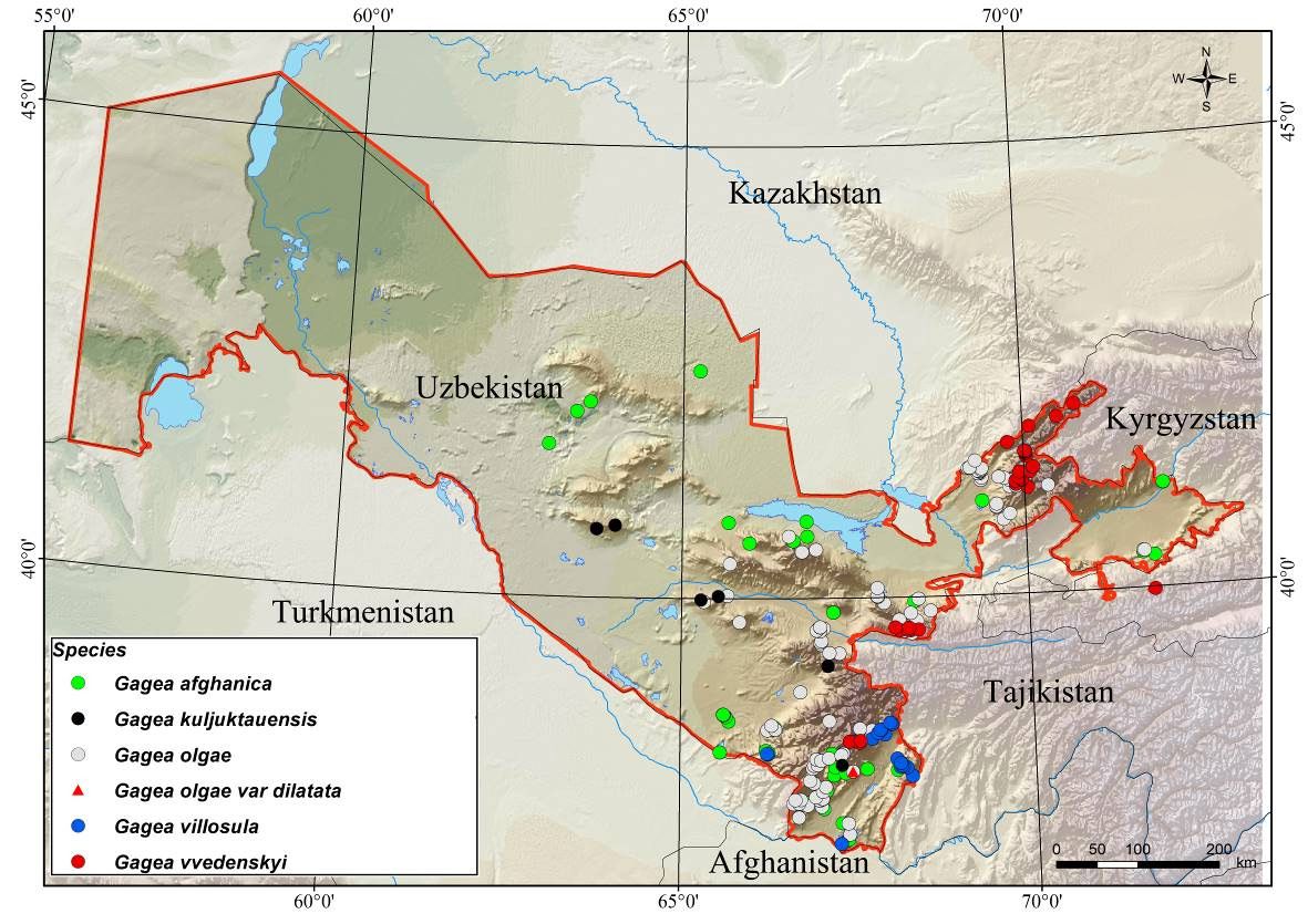 Distribution of species Gagea sect. Plecostigma in Uzbekistan