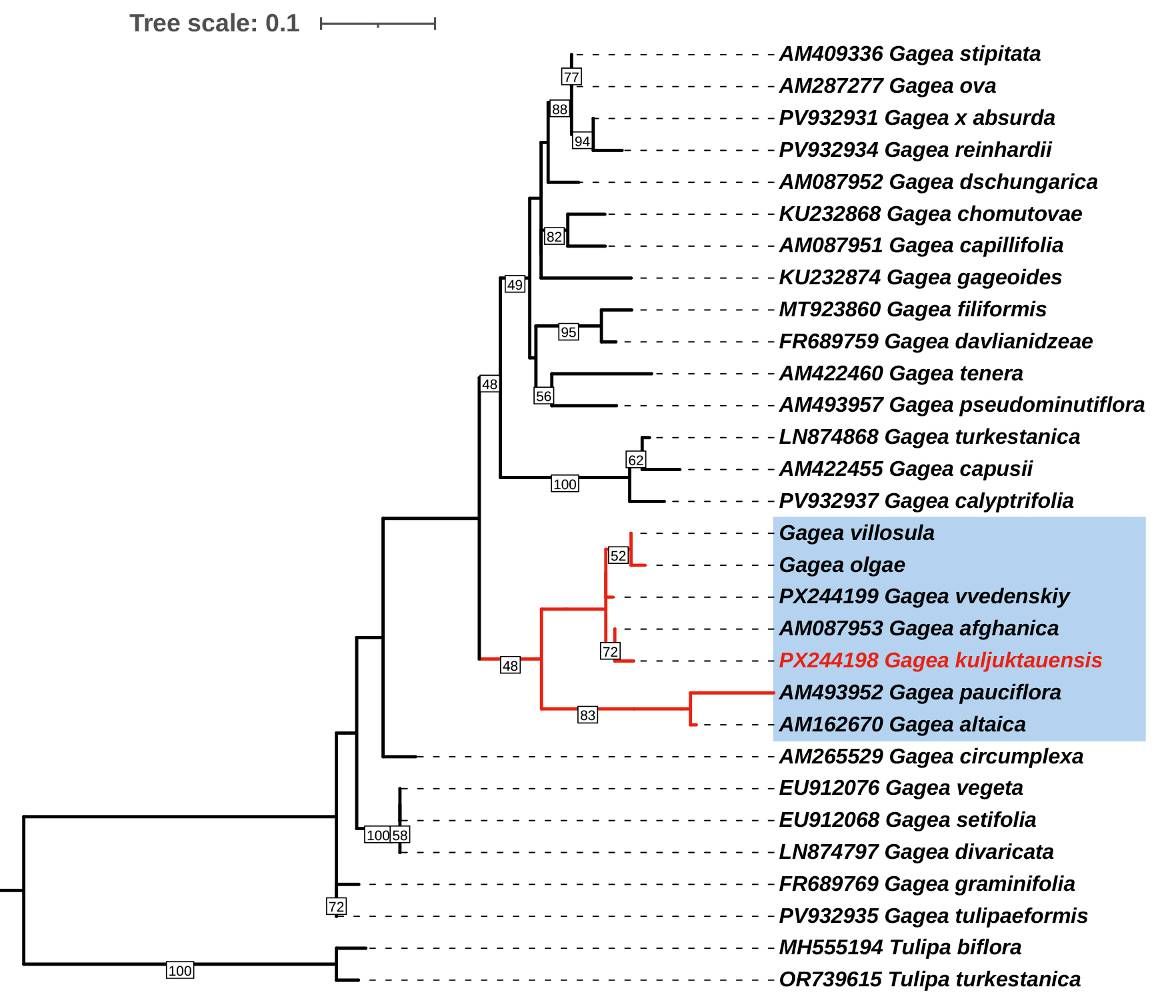 Maximum likelihood phylogenetic tree of 26 Gagea species