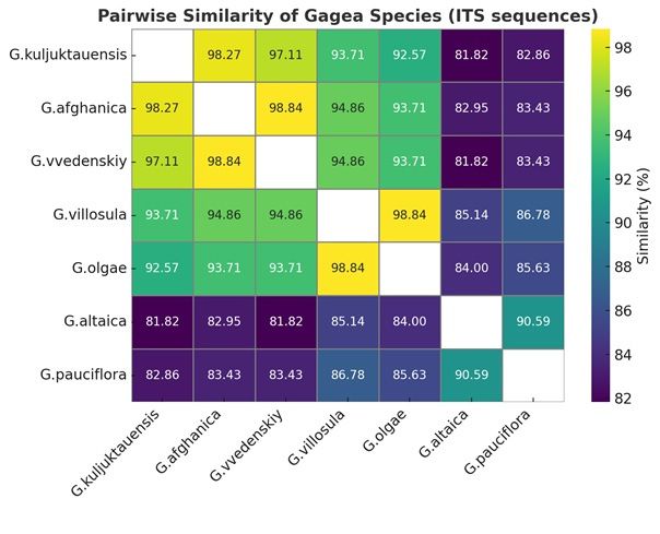 Sequence identity matrix of Gagea sect. Plecostigma derived from nrDNA ITS data