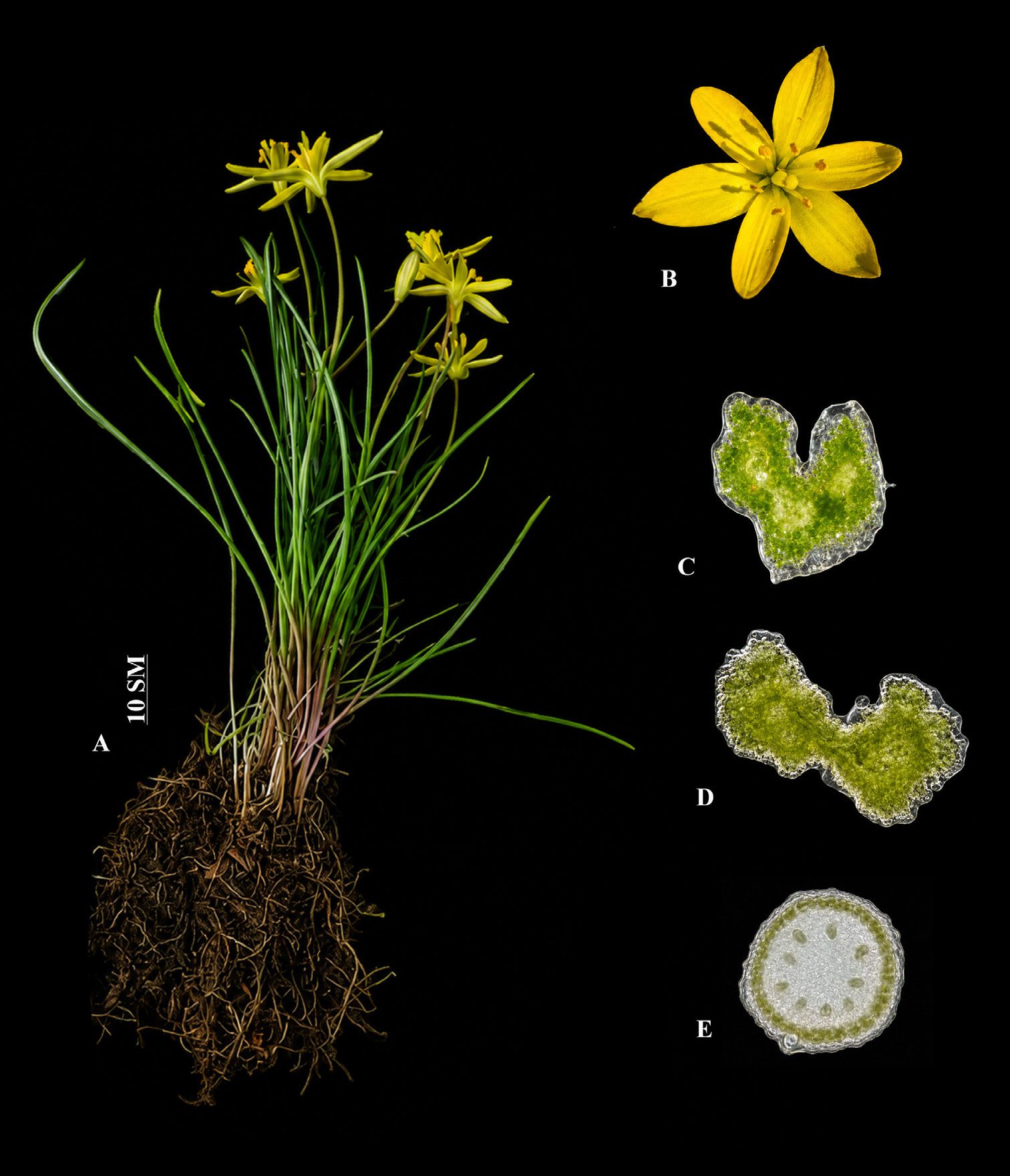 Morphology and anatomy of Gagea olgae