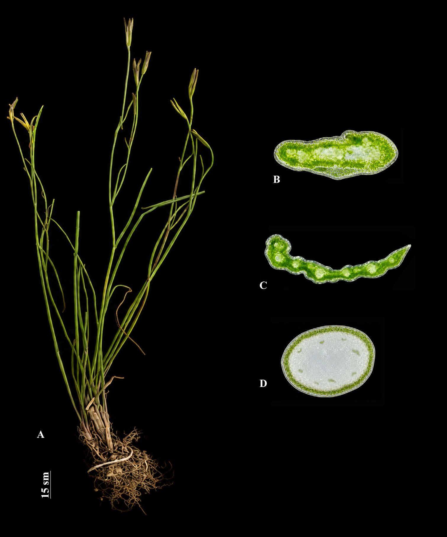 Morphology and anatomy of Gagea villosula