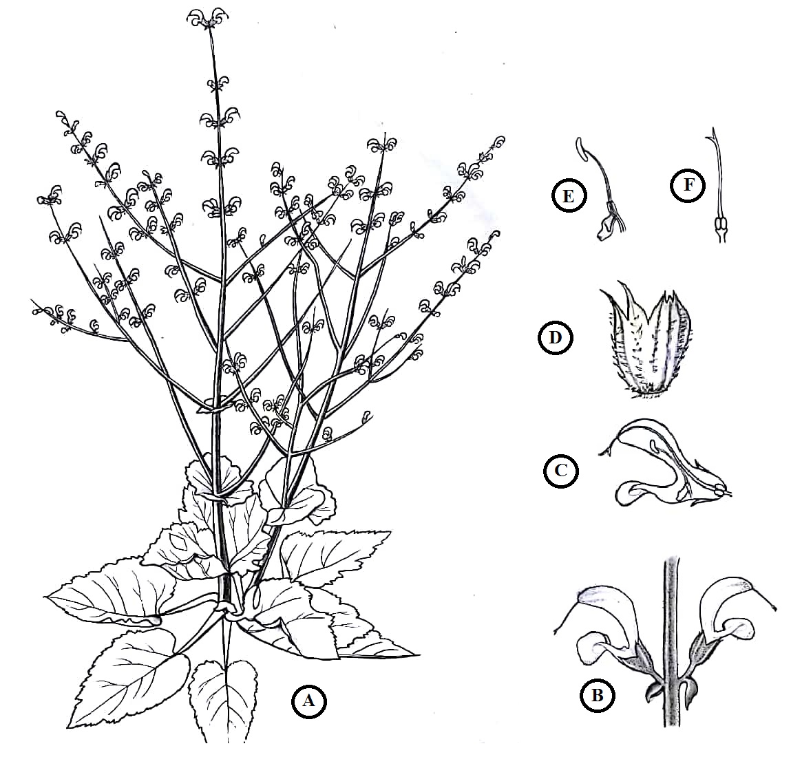 No alternate description has been provided.