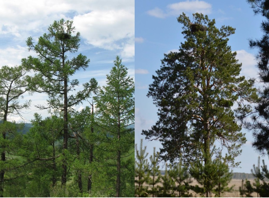 No alternate description has been provided.