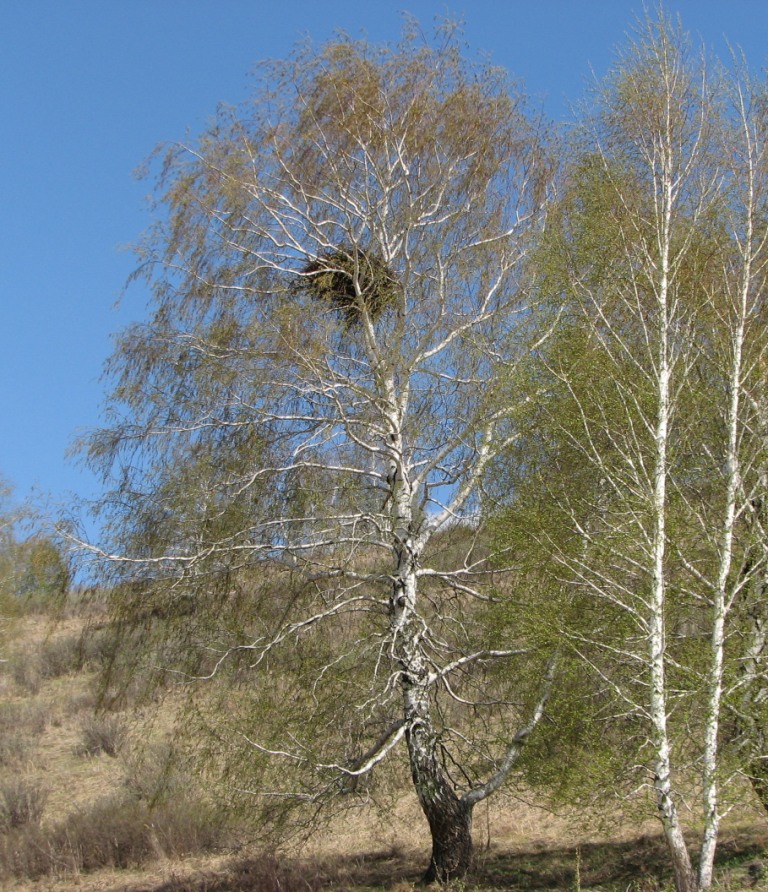 No alternate description has been provided.