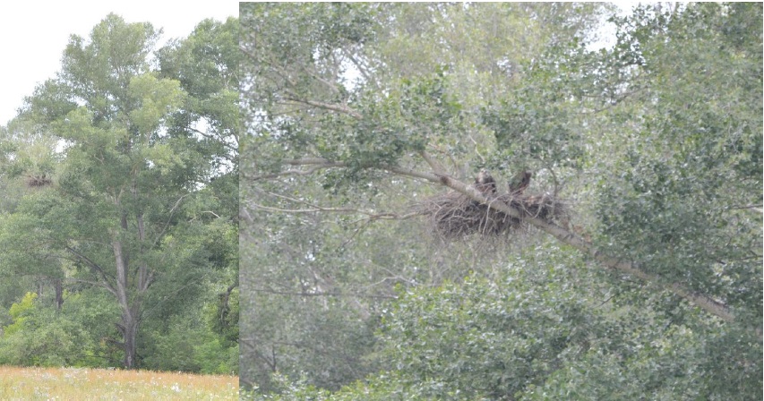 No alternate description has been provided.