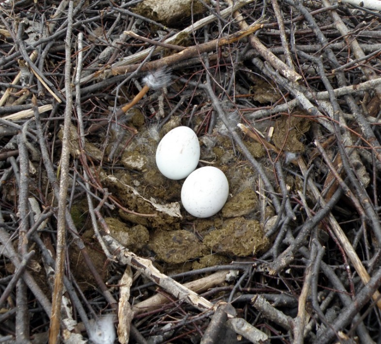 No alternate description has been provided.