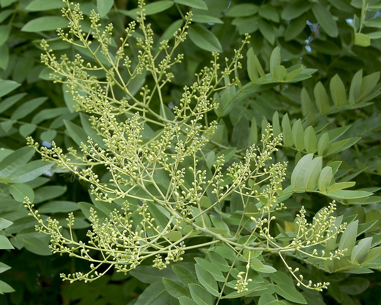 Изображение на обложке