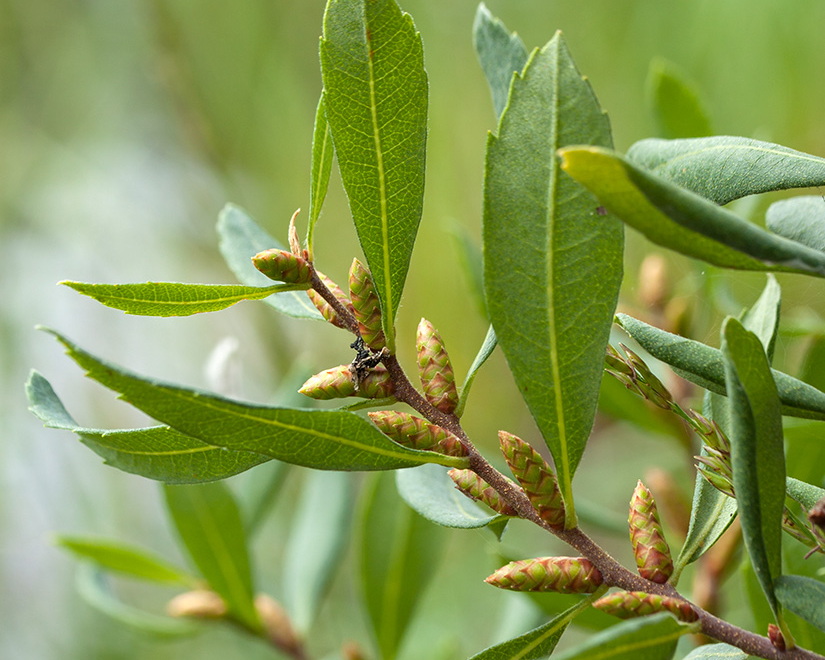 Изображение на обложке