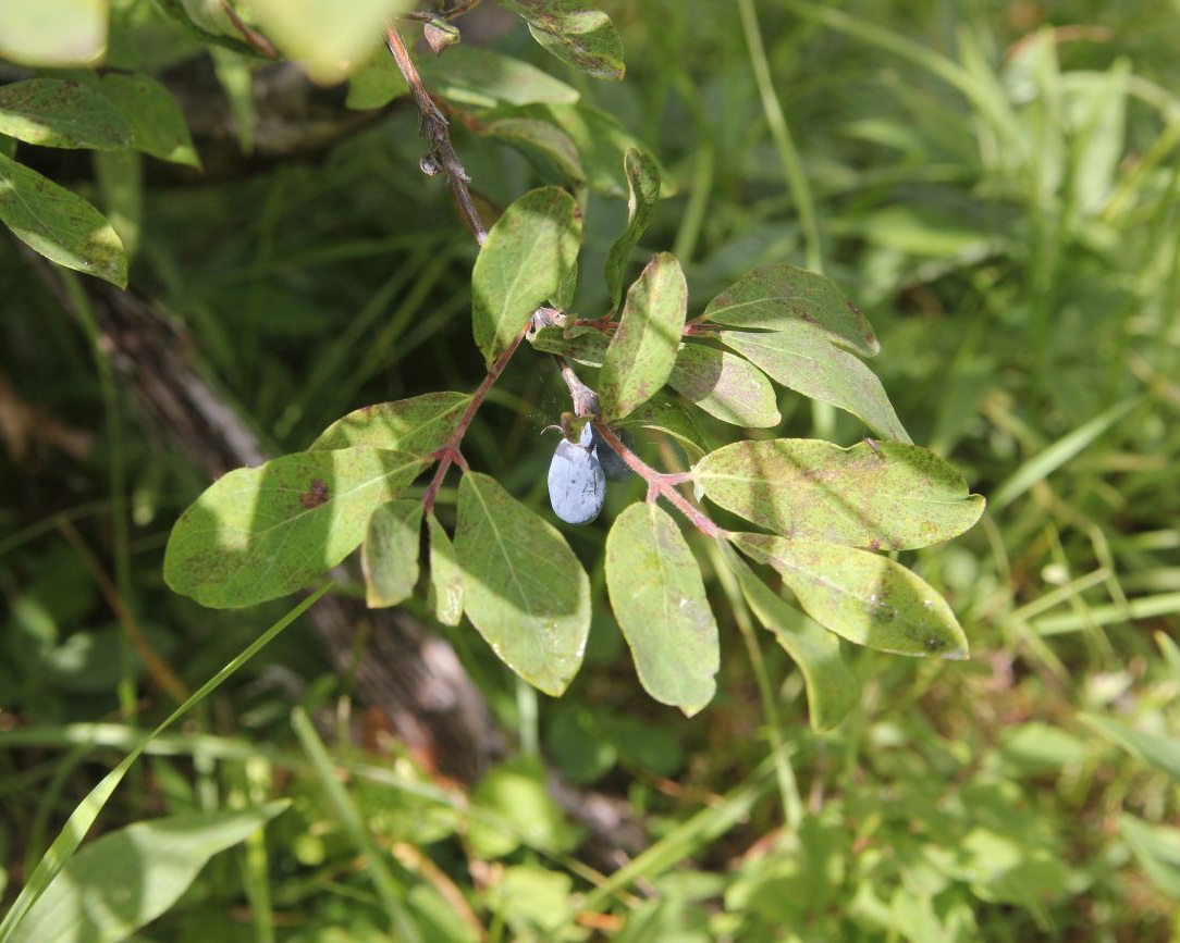 Изображение на обложке