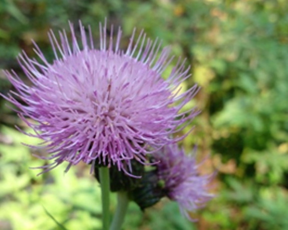 Изображение на обложке