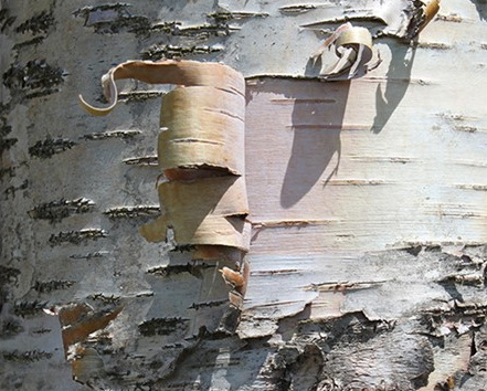 Изображение на обложке